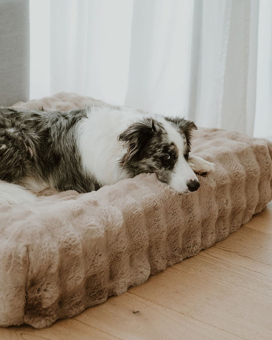 How to choose a bed for your dog