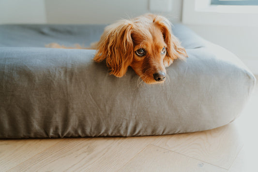 Why Natural Dog Covers Matter for Your Dog’s Comfort and Skin