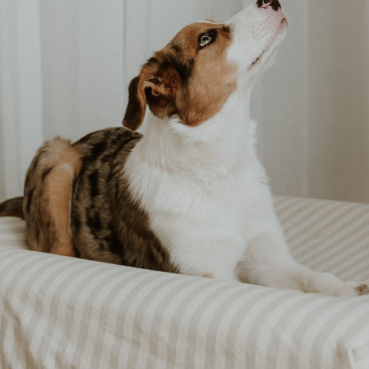 Stripe Cotton Linen Cover