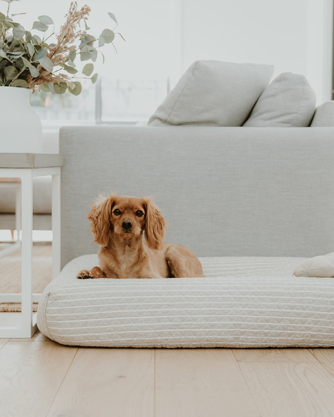 Designing a Dog-Friendly Home That Still Looks Good