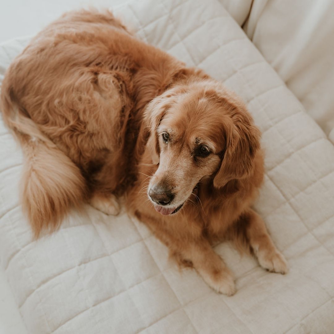 NEW: Maxi Quilted Cover