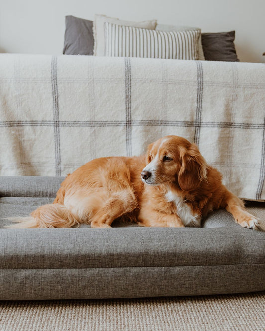 The Coverly Orthopaedic Bed