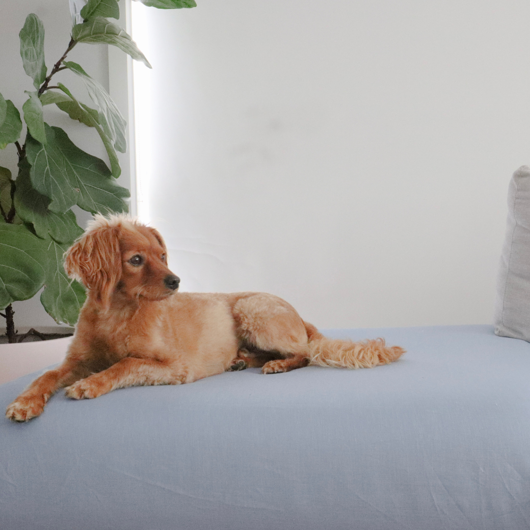 Linen dog bed cover